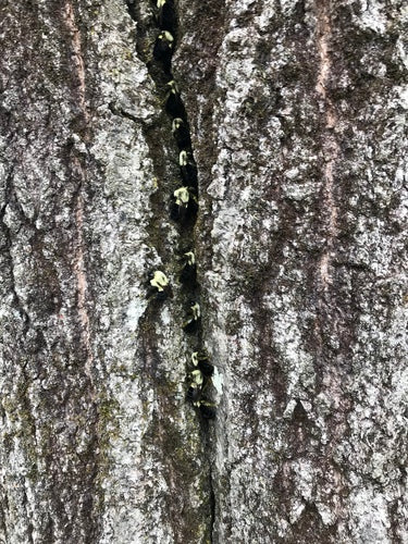 Naturaufnahme - Bild 1