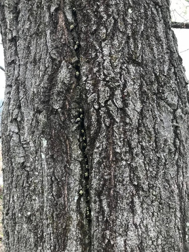 Naturaufnahme - Bild 3