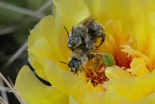Abeilles — photo 3 sur 51