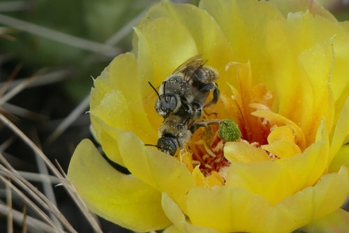 Abeilles — photo 2 sur 51