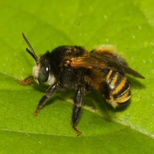 Abeilles — photo 3 sur 51