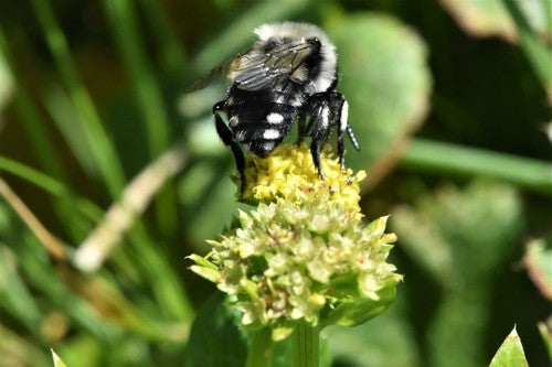 Abeilles — photo 4 sur 51