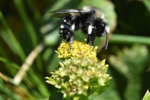 Abeilles — photo 5 sur 51