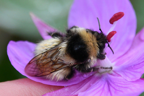 Abeilles — Bild 2