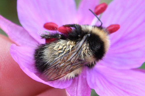 Abeilles — Bild 1