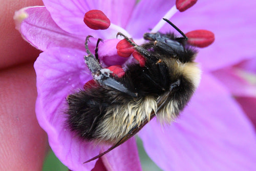 Abeilles — Bild 3