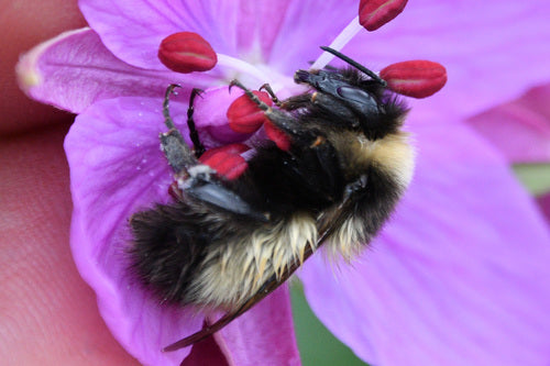 Abeilles — Bild 4