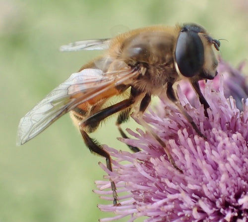 Hoverfly abeille — Bild 5