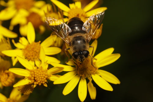 Hoverfly abeille — Bild 5