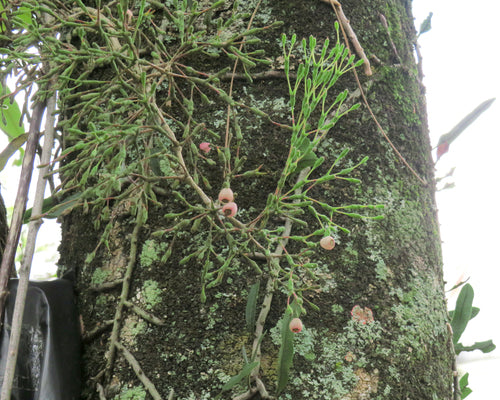 Cactus de pointe — photo 3 sur 3