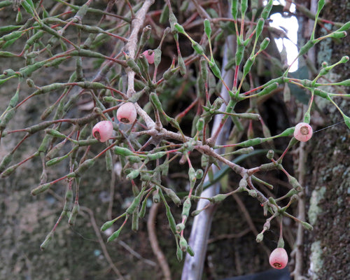 Cactus de pointe — photo 1 sur 3
