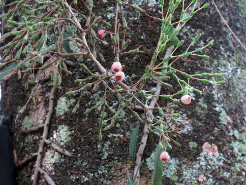 Cactus de pointe — photo 2 sur 3