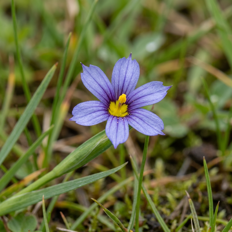 Lys précipité (Sisyrinchium), illustration IA