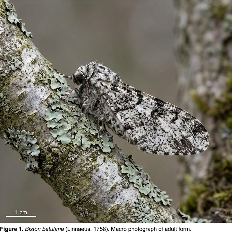 Papillon poivré