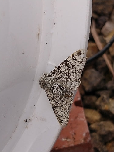 Papillon poivré — Bild 3