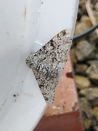 Papillon poivré — Bild 2