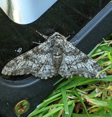 Papillon poivré — Bild 4