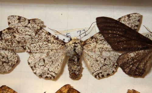 Papillon poivré — Bild 5