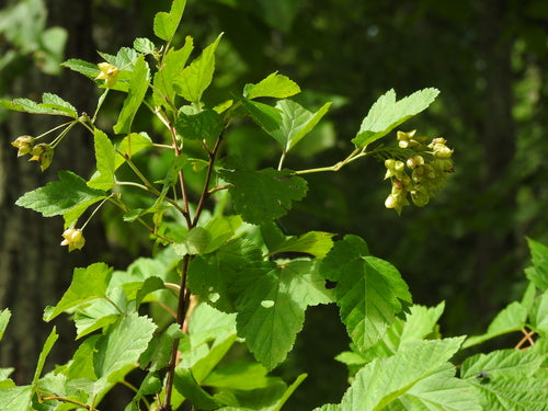 Longeron de vessie — Bild 2