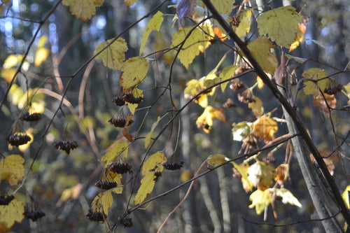 Naturaufnahme - Bild 7