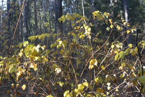 Naturaufnahme - Bild 8