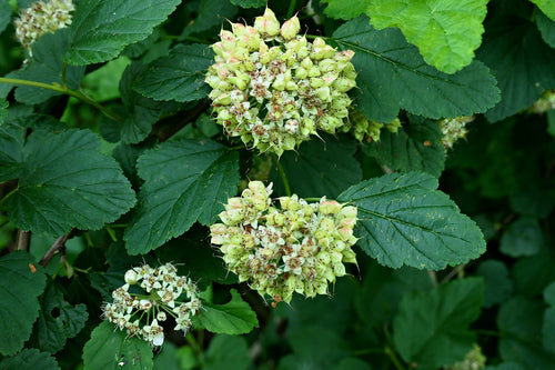 Naturaufnahme - Bild 3