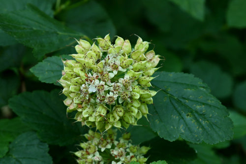 Longeron de vessie — Bild 4