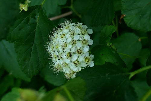 Naturaufnahme - Bild 5