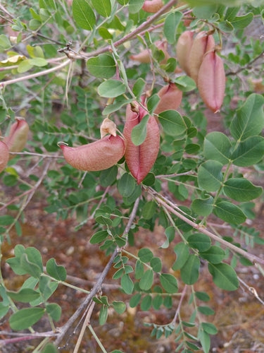 Buisson de la vessie — Bild 2