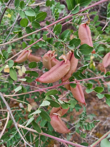 Buisson de la vessie — Bild 3
