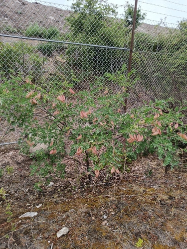 Buisson de la vessie — Bild 1