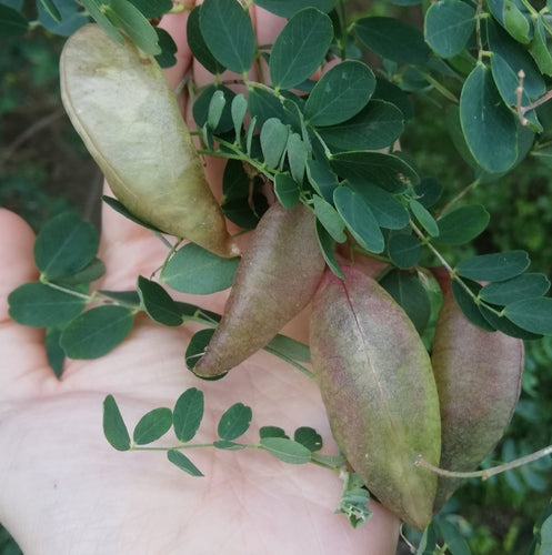 Buisson de la vessie — Bild 5