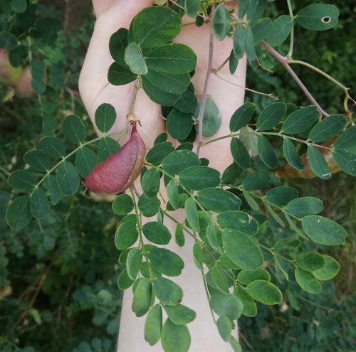 Buisson de la vessie — Bild 4