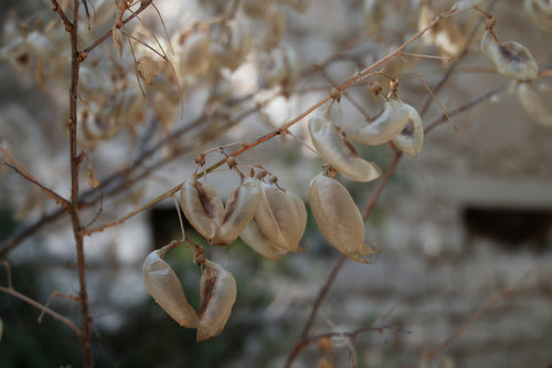 Buisson de la vessie — photo 4 sur 9