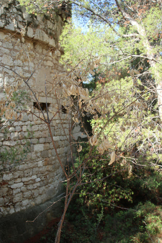 Buisson de la vessie — photo 3 sur 9