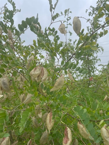 Buisson de la vessie — photo 2 sur 9