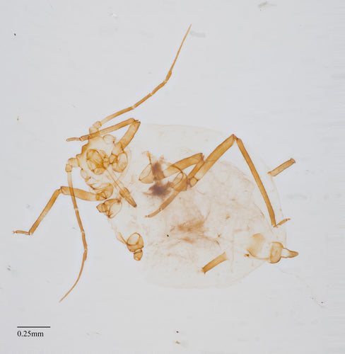 Naturaufnahme - Bild 5