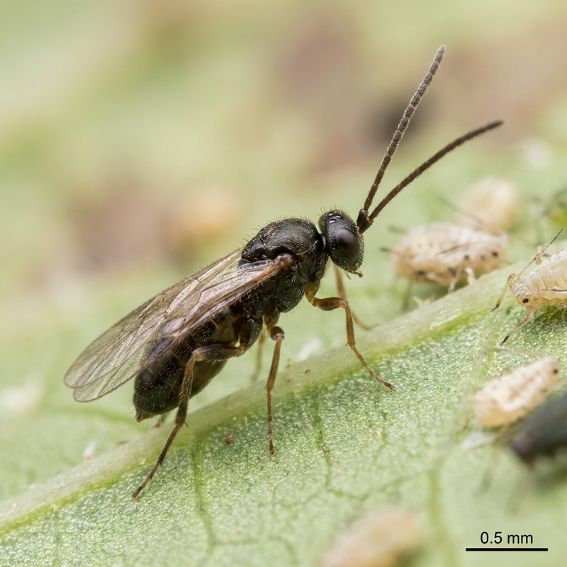 Guêpe parasite des pucerons