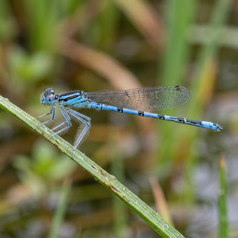 Libellule à plumes bleues