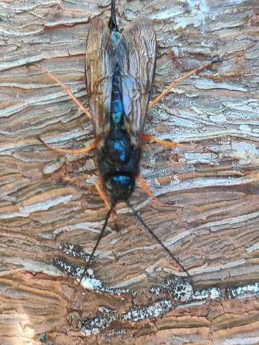 Guêpe des bois d'épinette bleue — Bild 5