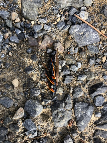 Guêpe des bois d'épinette bleue — Bild 4