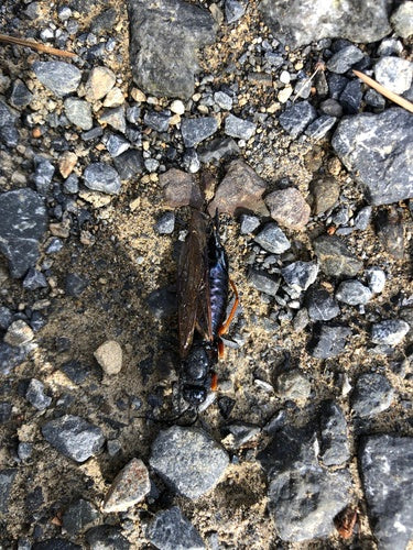 Guêpe des bois d'épinette bleue — Bild 3