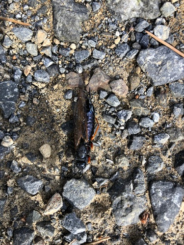 Guêpe des bois d'épinette bleue — Bild 2