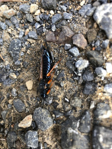 Guêpe des bois d'épinette bleue — Bild 1