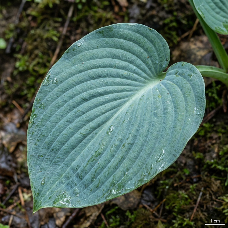 Hosta bleu