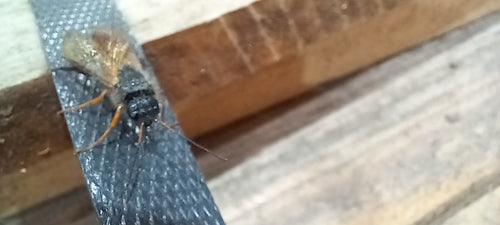 Guêpe du pin bleu — photo 5 sur 46