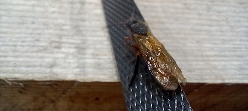 Guêpe du pin bleu — photo 4 sur 46
