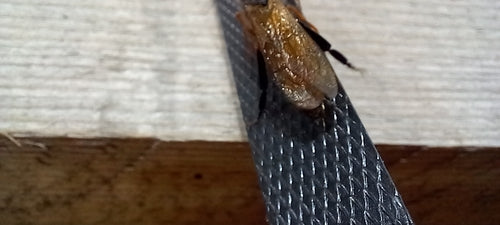 Guêpe du pin bleu — photo 3 sur 46