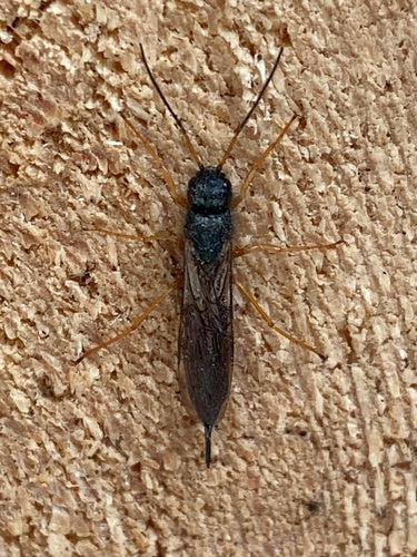 Guêpe du pin bleu — Bild 4