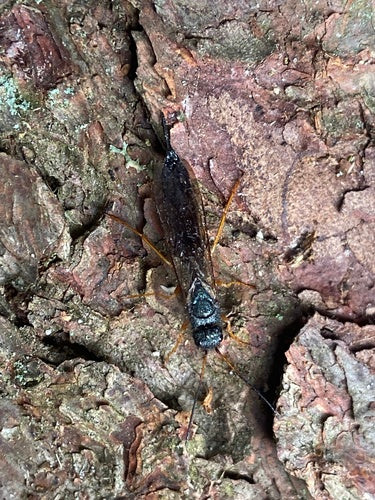 Guêpe du pin bleu — Bild 2